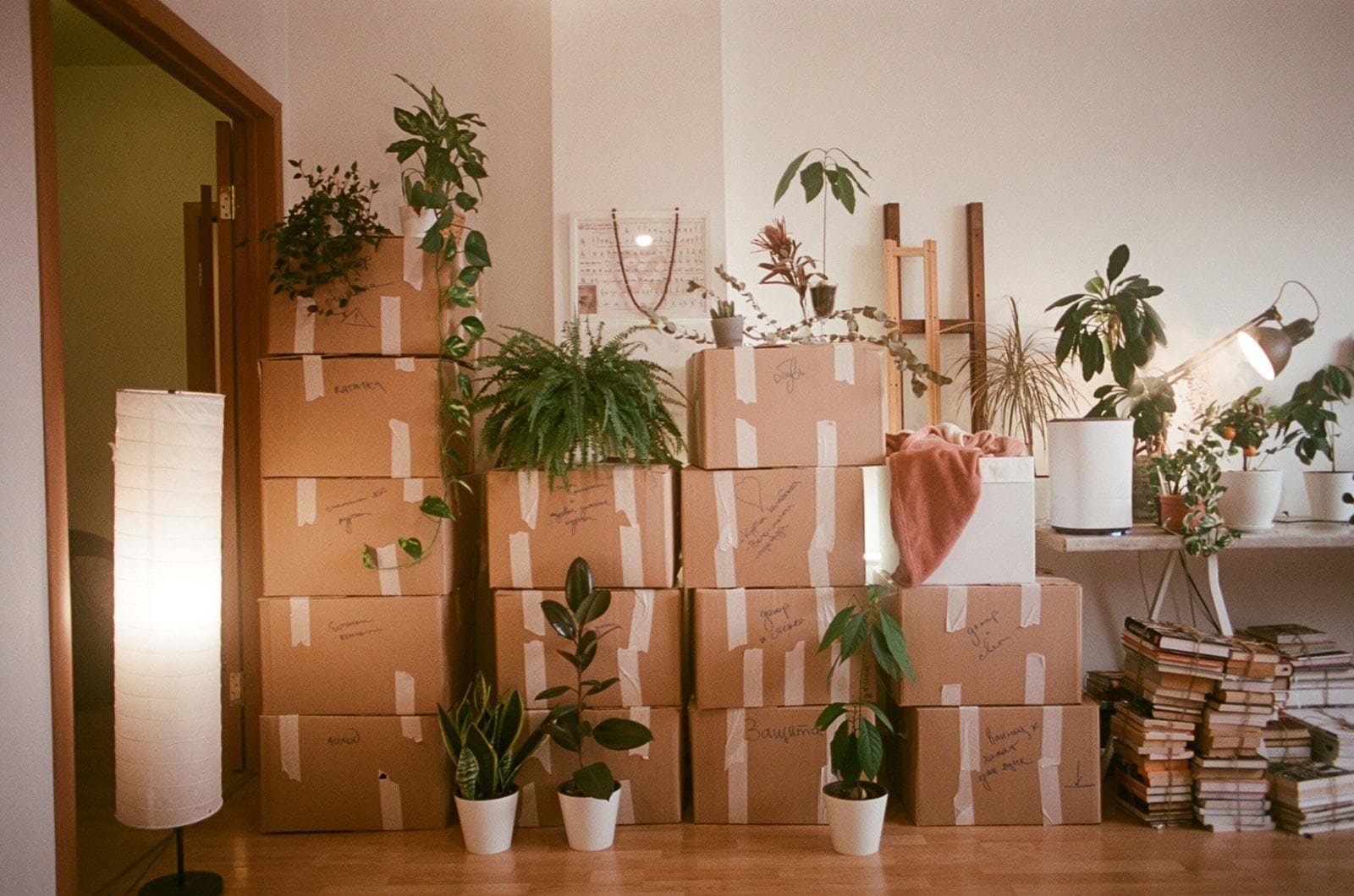 Moving boxes stacked with indoor plants for home decoration.